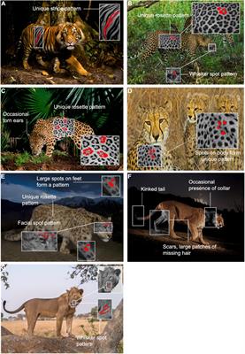 Individual Identification of Large Felids in Field Studies: Common Methods, Challenges, and Implications for Conservation Science